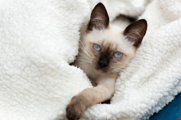 istock Close-up of a siames kitten 857802766