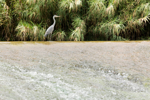 Garza Cuca on the River World as it passes through the town of Lietor, Province of Albacete, Spain.