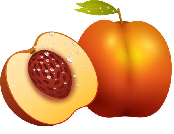 モモ果実のスライス現実的な 3 d 健康な菜食主義の甘い熟したベクトル イラストレーション - nectarine fruit full length cross section点のイラスト素材／クリップアート素材／マンガ素材／アイコン素材