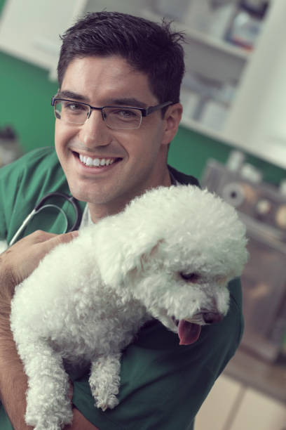 istock Veterinarian Examining a Bichon Dog 857805218