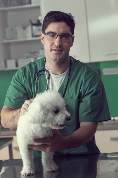 istock Veterinarian Examining a Bichon Dog 857805224