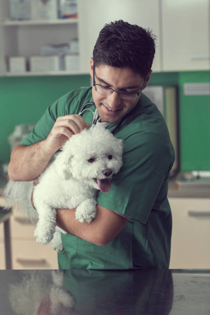 istock Veterinarian Examining a Bichon Dog 857805308