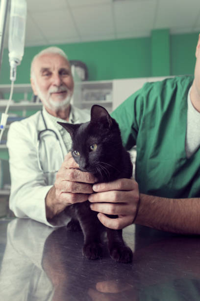 istock Black Cat at the Vet's Office 857805322