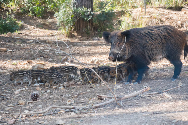 istock Many young wild boar around her mother in Cazorla, Jaen, Spain 857805876