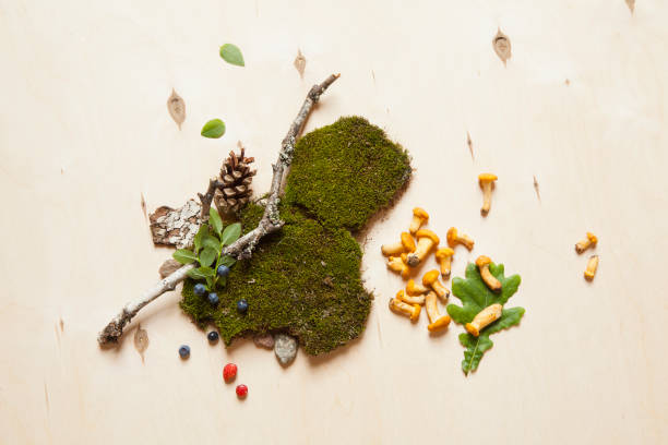 istock Forest berries, stones, mushrooms and tree branches on moss. Concept for ecologically friendly places and holidays in countryside. 857810120