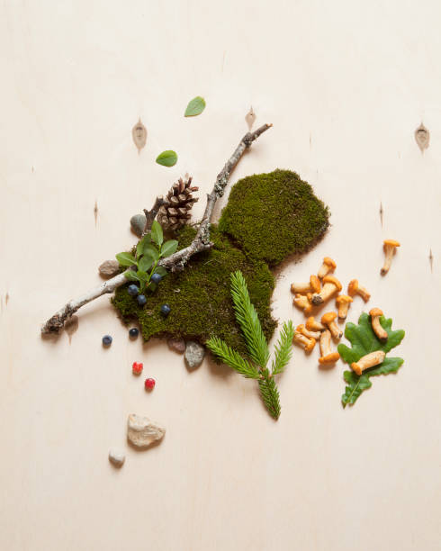 Forest berries, stones, mushrooms and tree branches on moss. Concept for ecologically friendly places and holidays in countryside.