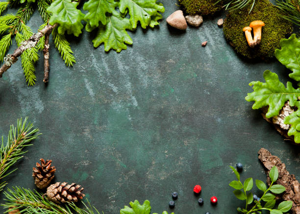 istock Different green tree branches, berries and mushrooms making frame. Concept for holidays in countryside and camping. 857810128