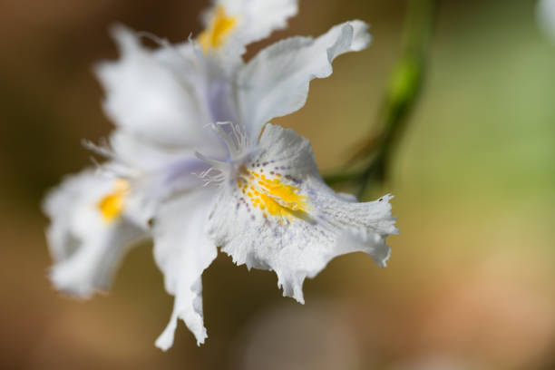 Iris in macro