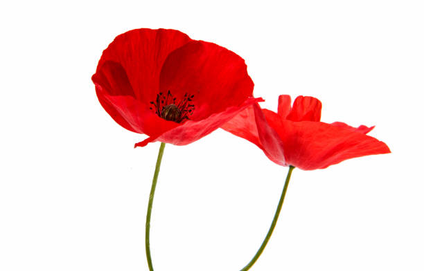istock Beautiful red poppy isolated 857817710