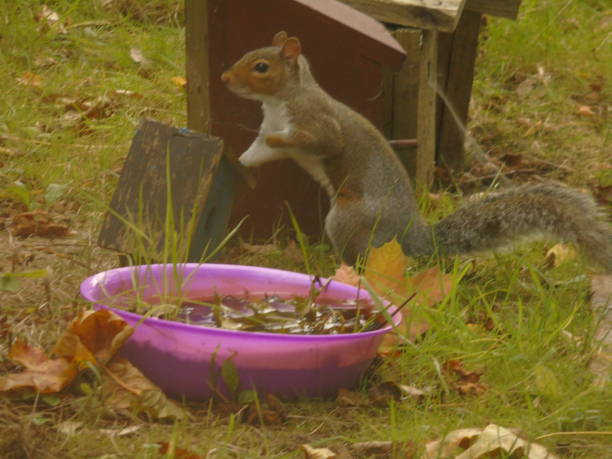 istock Squirrel in Hertfordshire 857818194