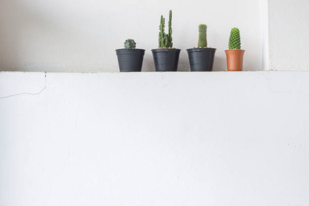 Cactus on the concrete wall for background. Window light.