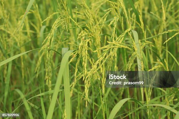 Samo Rice Tree Rice Tree Stock Photo - Download Image Now - Agricultural Field ...