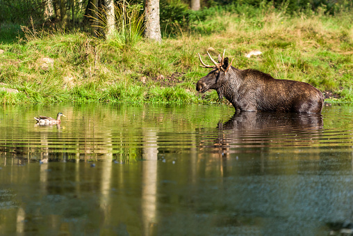 Moose (Alces alces) bull standing in forest lake while duck swims by.