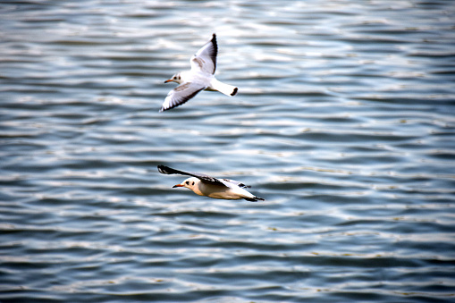 Two seagulls flying above the water surface