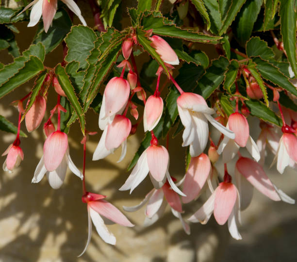 Isolated Pink blossom and flowers of tropical creeper plant