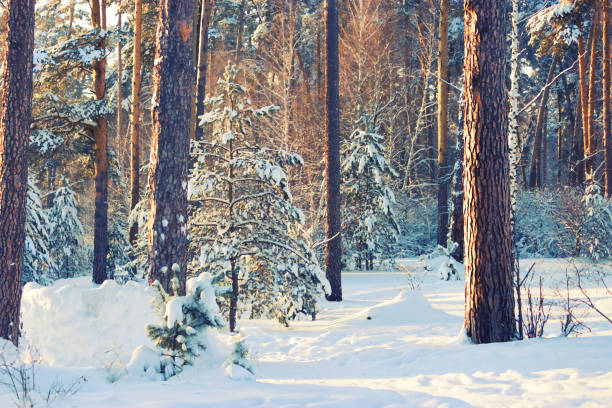 árboles del bosque de invierno cubrieron de nieve - winter sunlight sun january fotografías e imágenes de stock