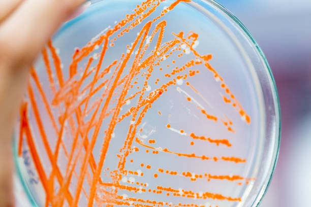 tła badań naukowych i mikrobiologii badawczej w laboratorium. - bacterium microbiology petri dish biological culture zdjęcia i obrazy z banku zdjęć