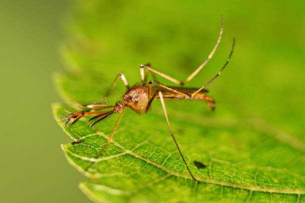 istock Close up Male mosquito on green leaf. 857833640