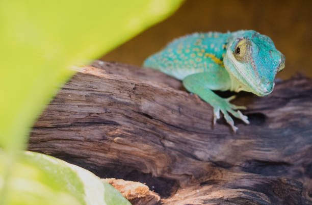 istock close up on anolis baracoae on the wood 857833820