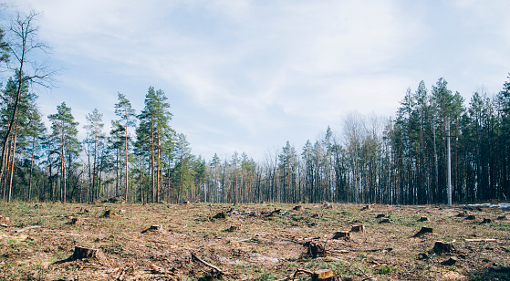 Pine forest being cut down turning into a dry lifeless field