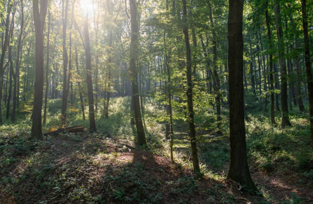 istock Low angle view of trees growing in forest 857839168