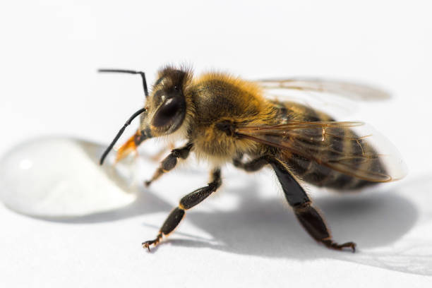 istock Macro image of a bee on a light surface drinking a honey drop from a hive 857840380
