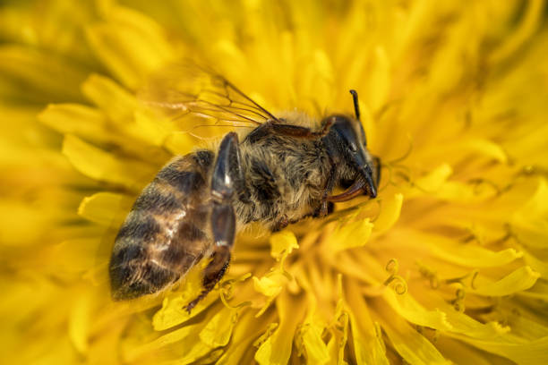 image de macro d’une morte abeille sur une fleur d’une ruche en déclin, tourmenté par le syndrome d’effondrement des colonies et d’autres maladies - colony collapse disorder photos et images de collection