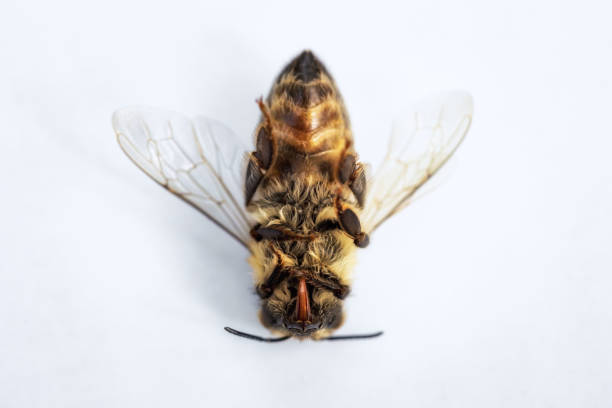 image de macro d’une abeille morte sur fond blanc d’une ruche en déclin, tourmenté par le syndrome d’effondrement des colonies et d’autres maladies - colony collapse disorder photos et images de collection