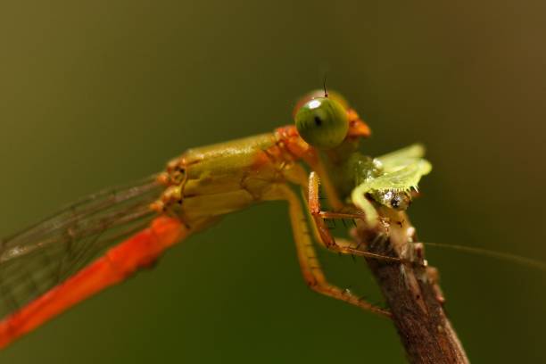 istock Dragonfly eating insect on top of branch(close up) 857846844