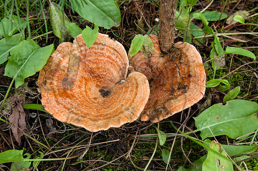 Edible Orange Milk Cap, or False Saffron Milk Cap mushroom, Lactarius deterrimus, among needles and small green plants on sunny autumn day in wood.