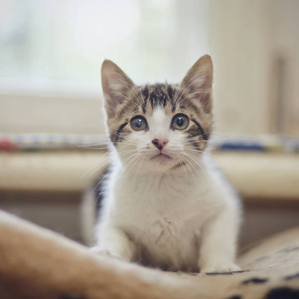 istock Kitten of a white color with striped spots 857848536