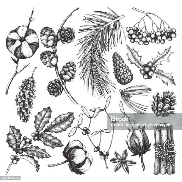 Winter Forest Plants Collection Stock Illustration - Download Image Now - Mistletoe, Christmas, Bird