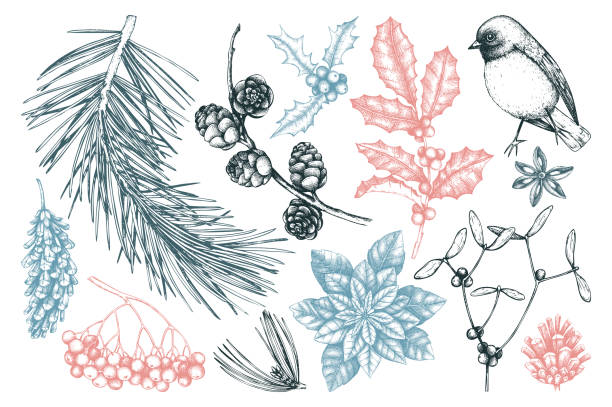 ilustraciones, imágenes clip art, dibujos animados e iconos de stock de colección de plantas de bosque de invierno - pine cone