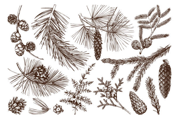 침 엽 수 나무 컬렉션 - pine branch pine tree pine cone stock illustrations