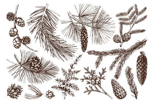 Vector collection of hand drawn conifers illustration. Vintage evergreen plants sketch set - fir, pine, spruce, larch, juniper, cedar, cypress. Christmas decoration elements.