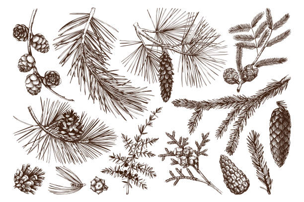 Conifers tree collection Vector collection of hand drawn conifers illustration. Vintage evergreen plants sketch set - fir, pine, spruce, larch, juniper, cedar, cypress. Christmas decoration elements. needle plant part stock illustrations