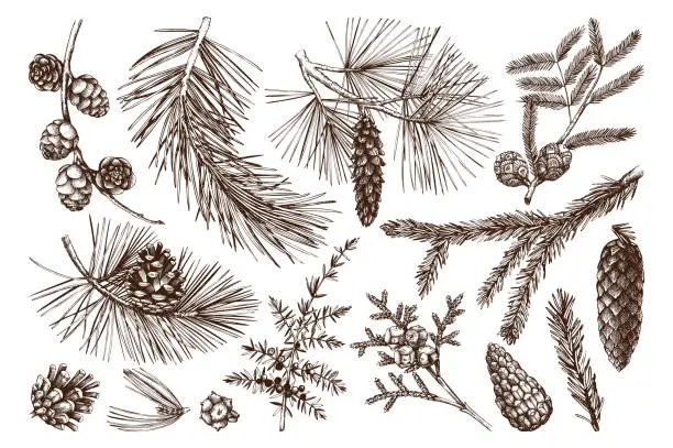 Vector illustration of Conifers tree collection