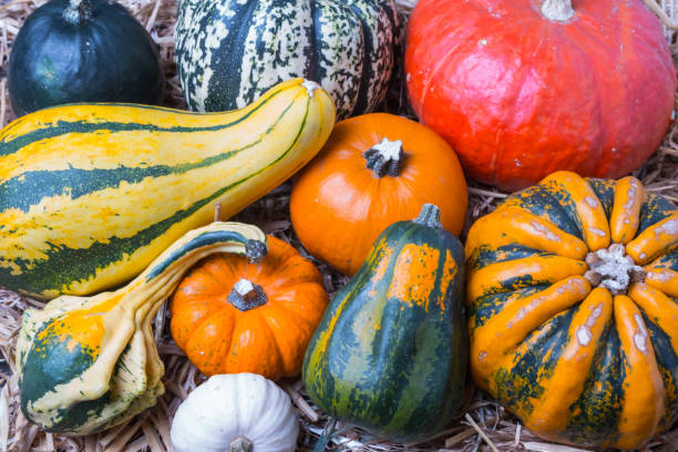 istock Pumkins mix on hay background 857852404