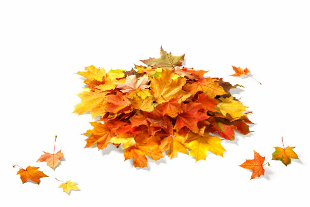 istock Isolated autumn leaves 857852886
