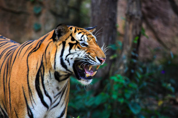 istock indochina Tiger has yawn in the side view 857853488