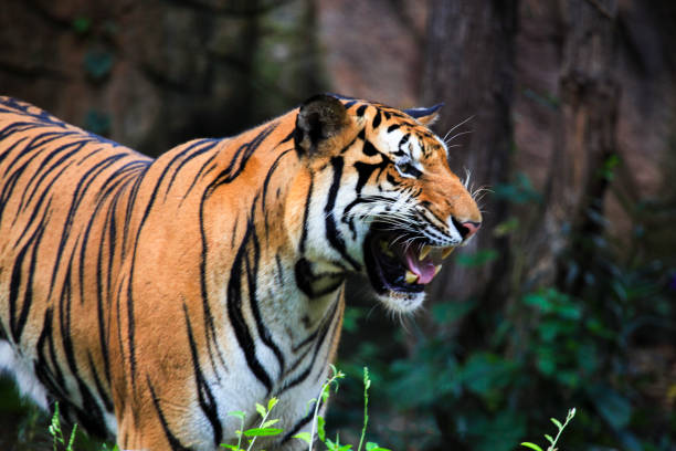 istock indochina Tiger has Threatened side view in forest 857856584