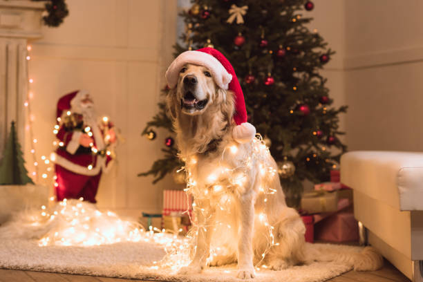 istock dog in santa hat 857860056