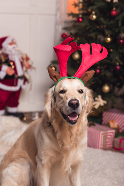 istock golden retriever dog in antlers 857861348