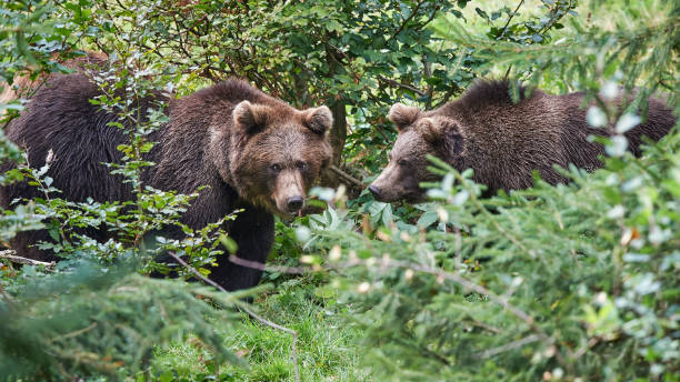 Brown bears in the undergrowth stock photo