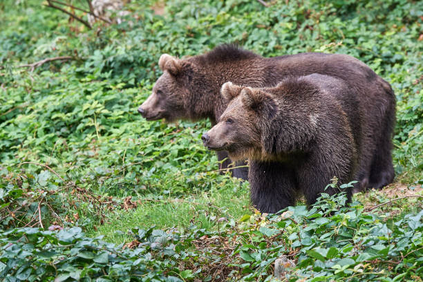 Brown bears on the prowl stock photo