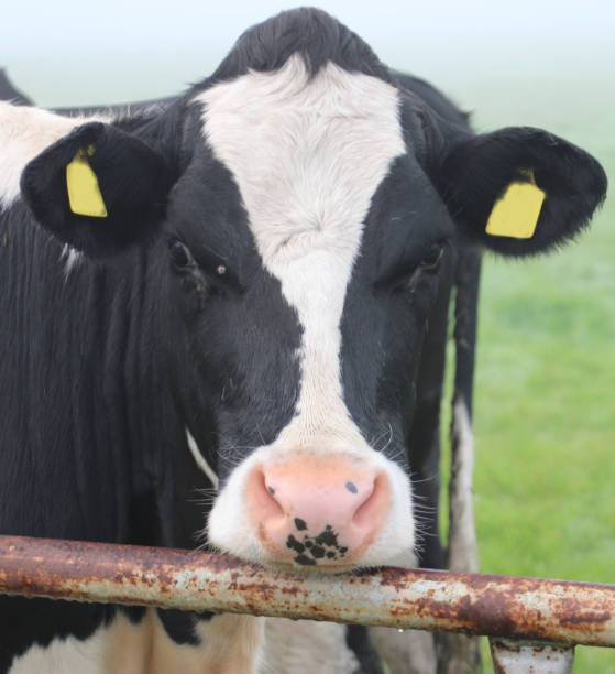 istock Cow head, taken from meadow in Zuidplas 857861884