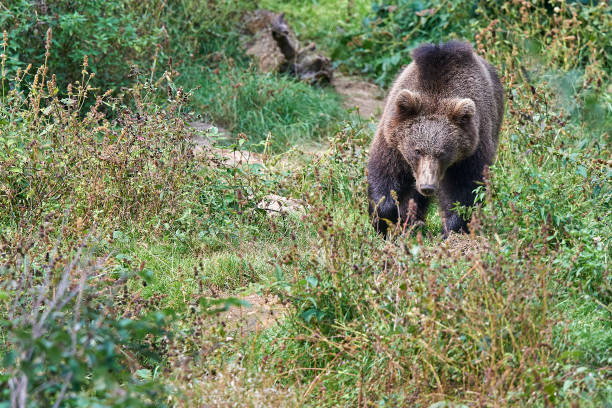 Brown bear on the prowl stock photo