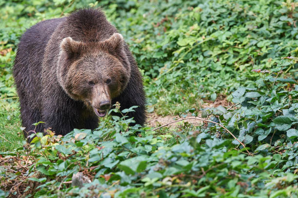 Brown bear in search of food stock photo