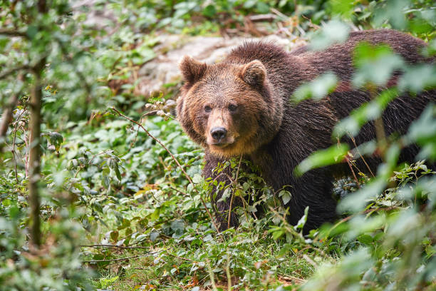 Brown bear looks into the camera stock photo