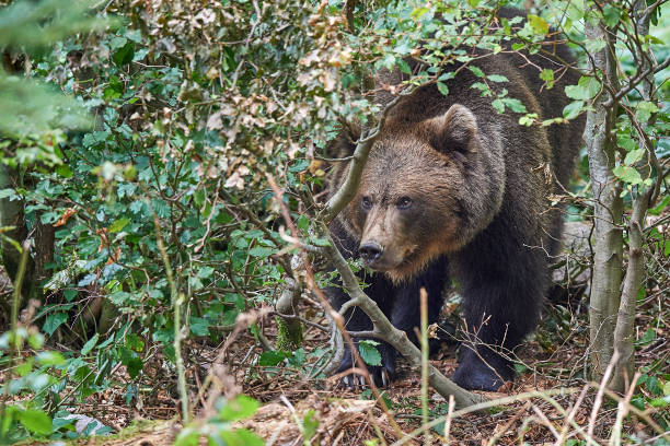 Brown bear in the undergrowth stock photo